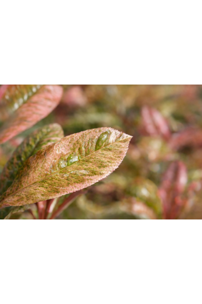 Фотінія Pink Crispy варієгатний листок
